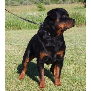 I sell German Rottweiler puppies for showing, schutzhund, and family companionship. . Free rottweiler to good home